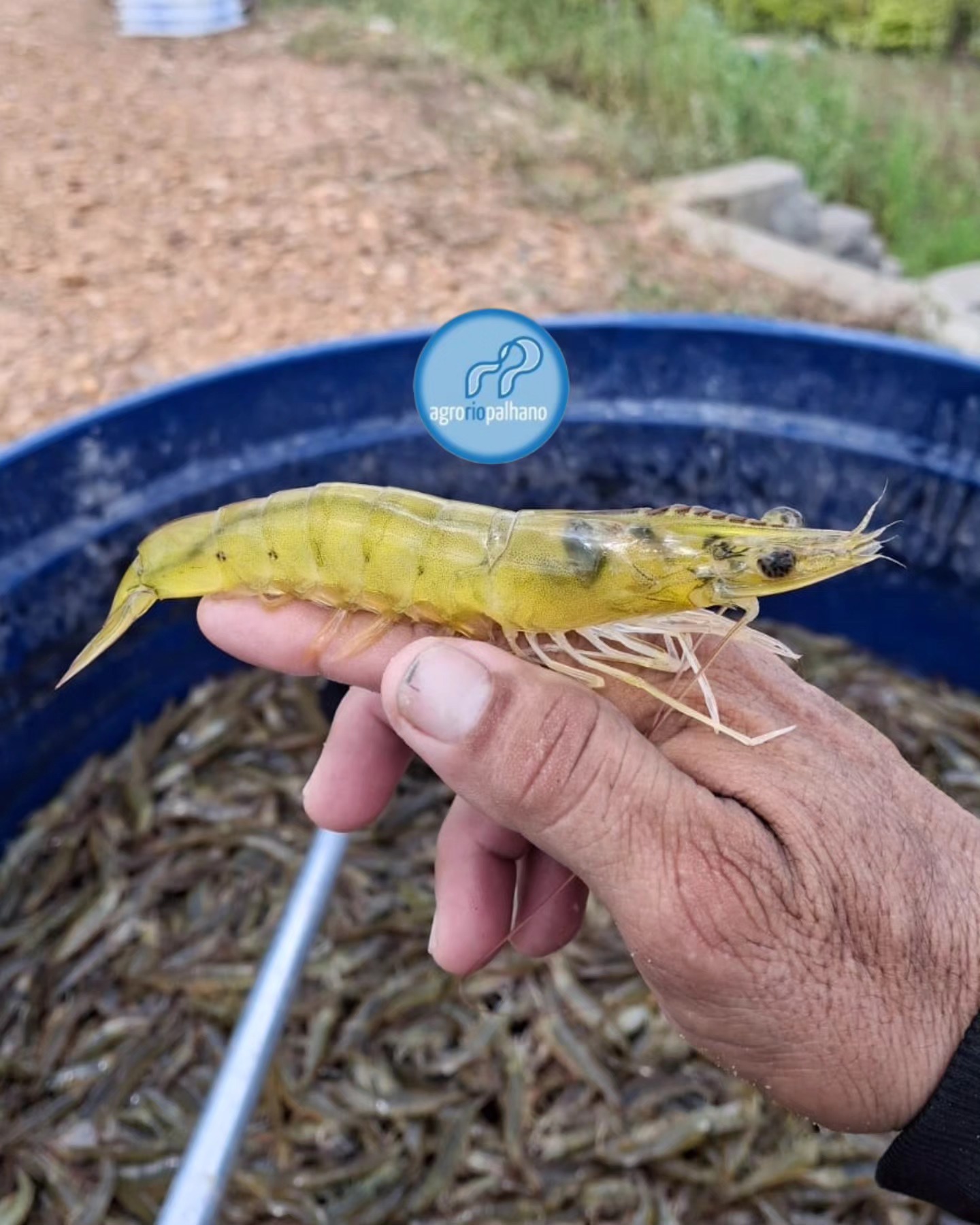 Rotina AgroRioPalhano