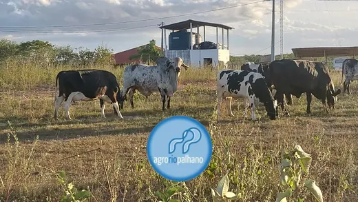 Pecuária AgroRioPalhano