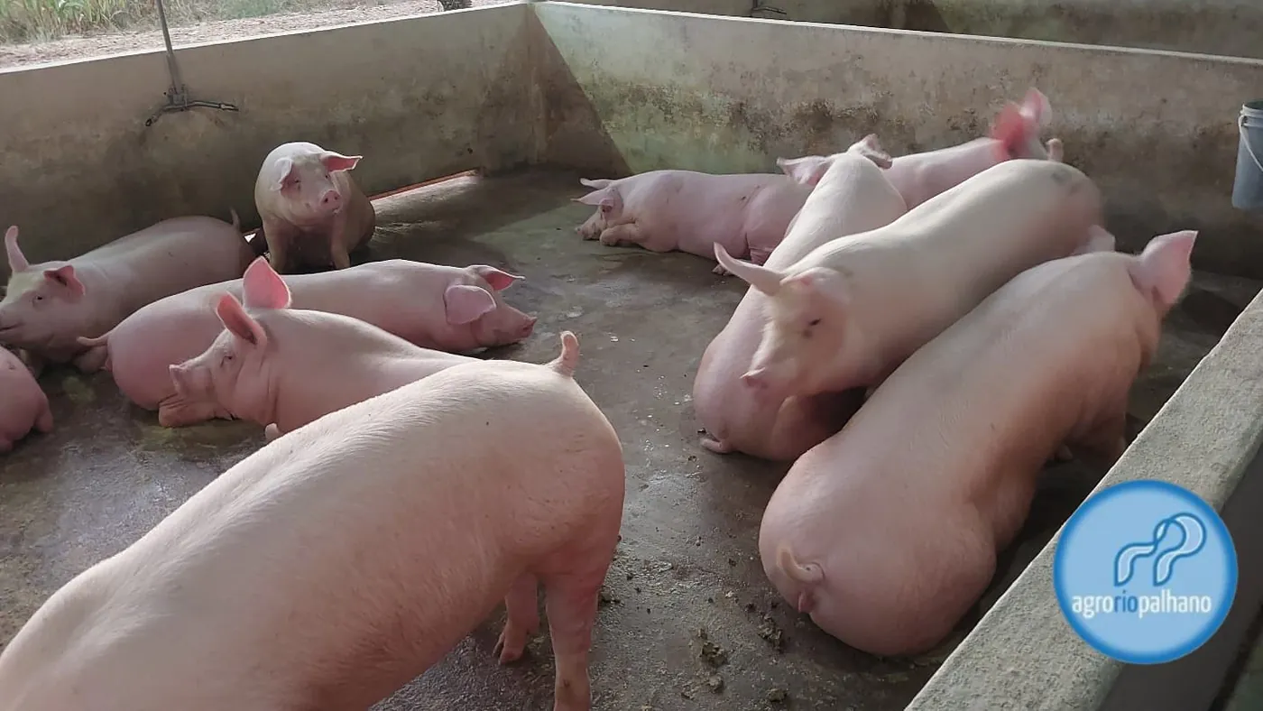 Suínos AgroRioPalhano